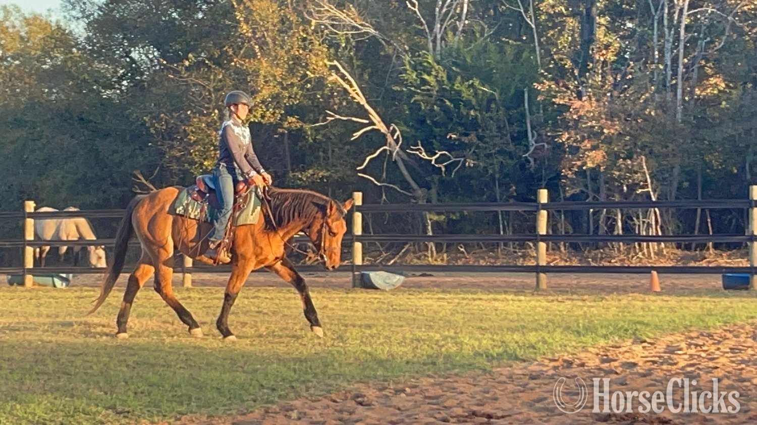 "Ty" Buckskin Stallion Quarter Horse - Quarter Horse in Georgia