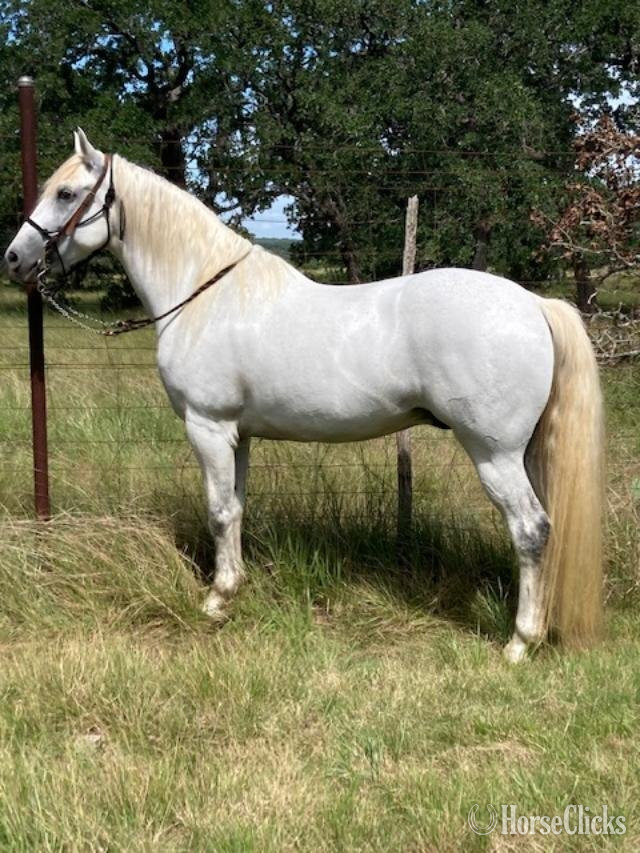 "Cochise" Grey Gelding Andalusian