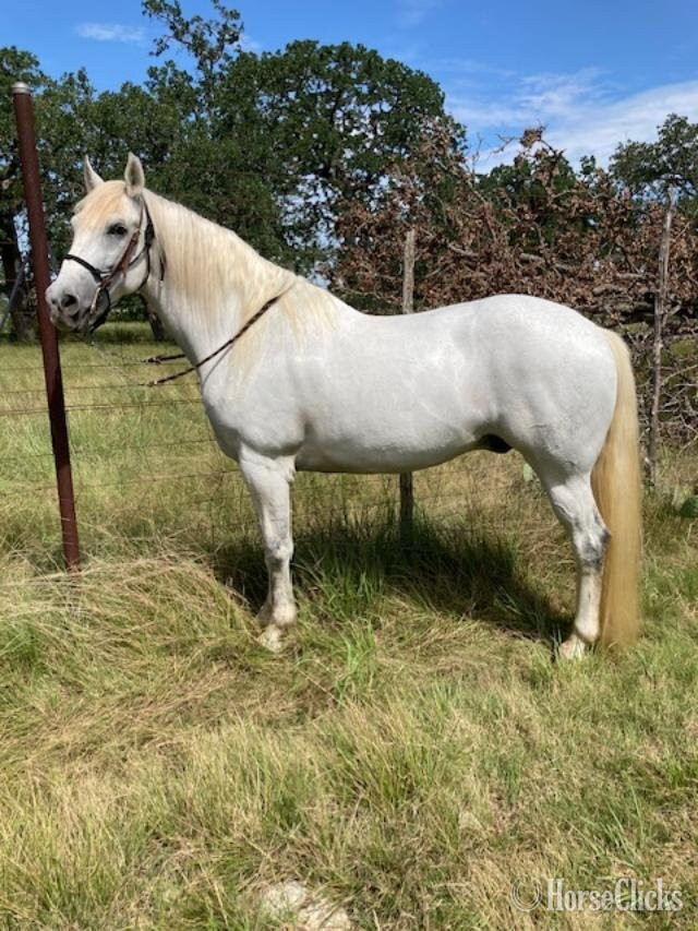 Texas "Cochise" Grey Gelding Andalusian