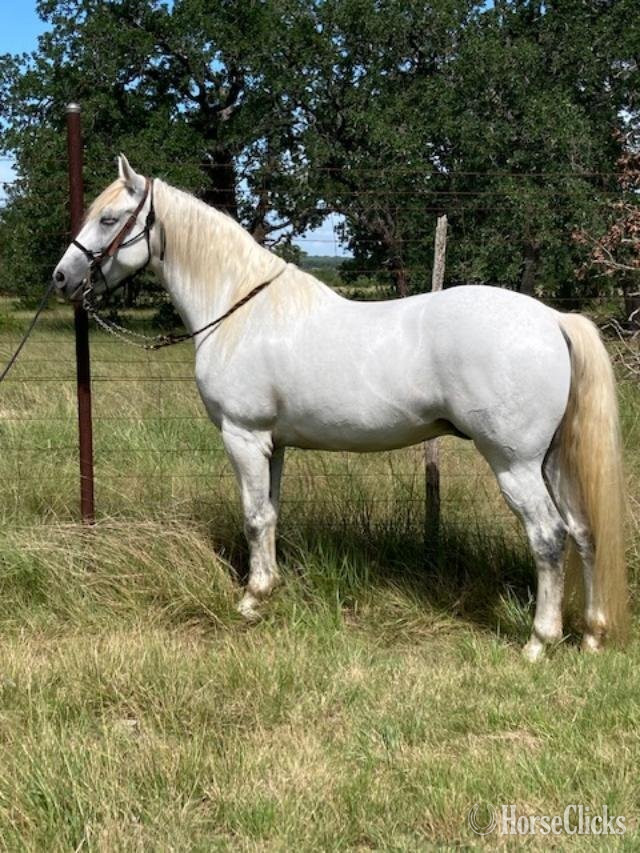 "Cochise" Grey Gelding Andalusian - Andalusian in Texas