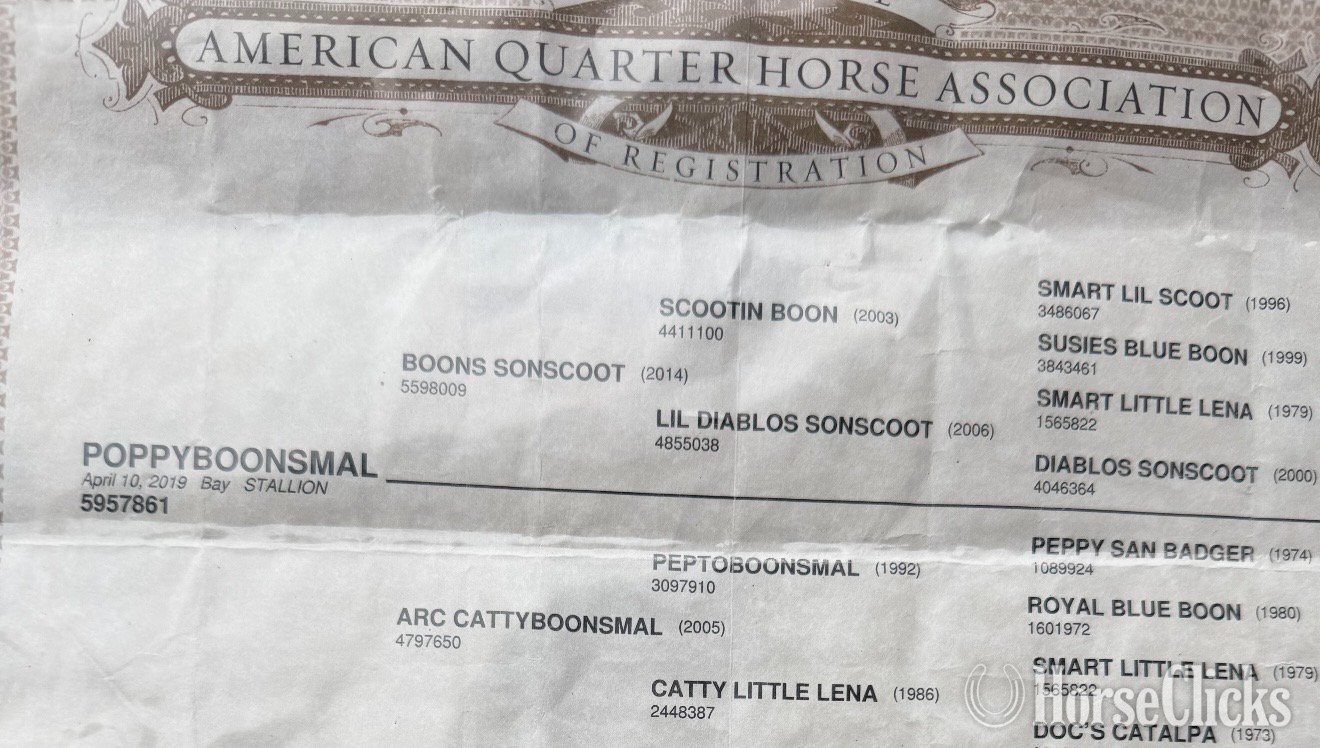 Quarter Horse - "Poppy " Bay Gelding Quarter Horse in Arkansas