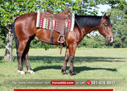 "Poppy " Bay Gelding Quarter Horse