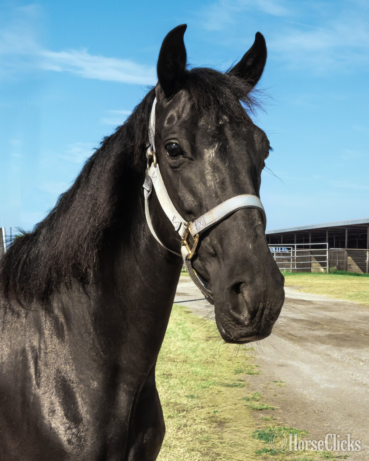 "FLEUR" Black Mare Paso Fino in Texas