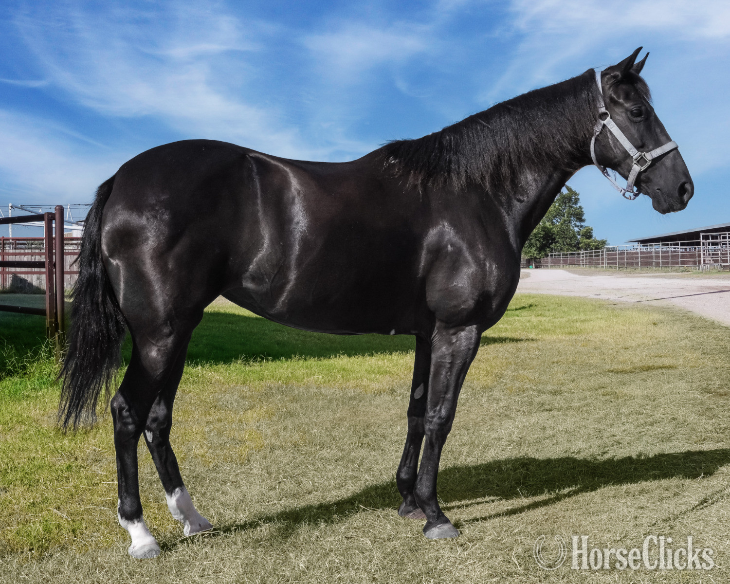 "FLEUR" Black Mare Paso Fino
