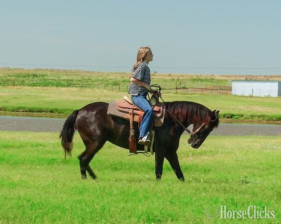 Texas "FLEUR" Black Mare Paso Fino