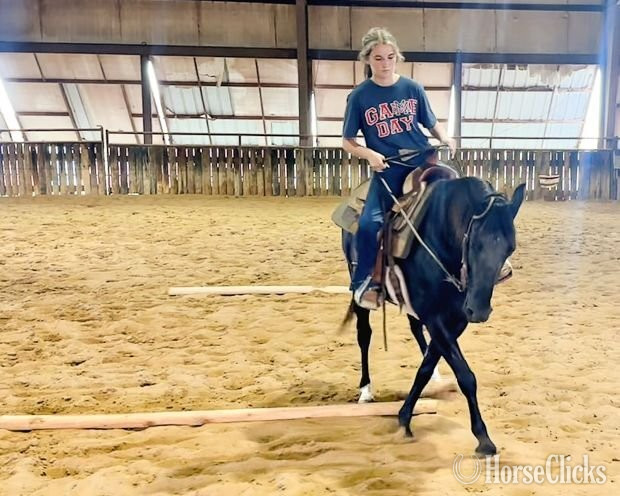 "FLEUR" Black Mare Paso Fino - Paso Fino in Texas
