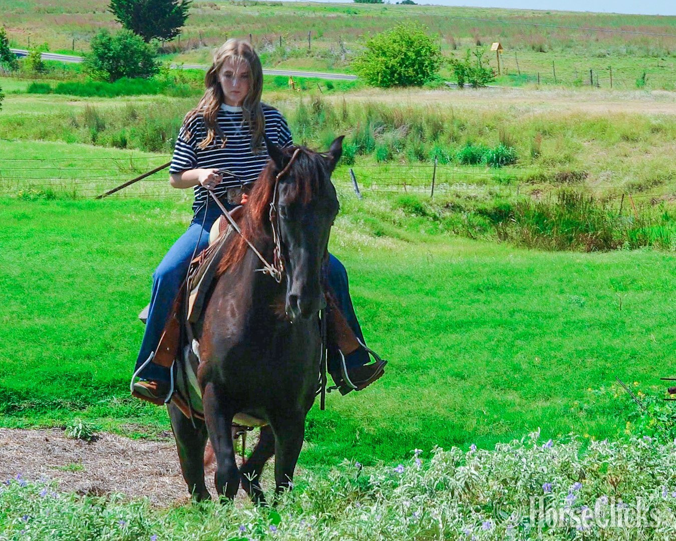 "FLEUR" Black Mare Paso Fino - Paso Fino