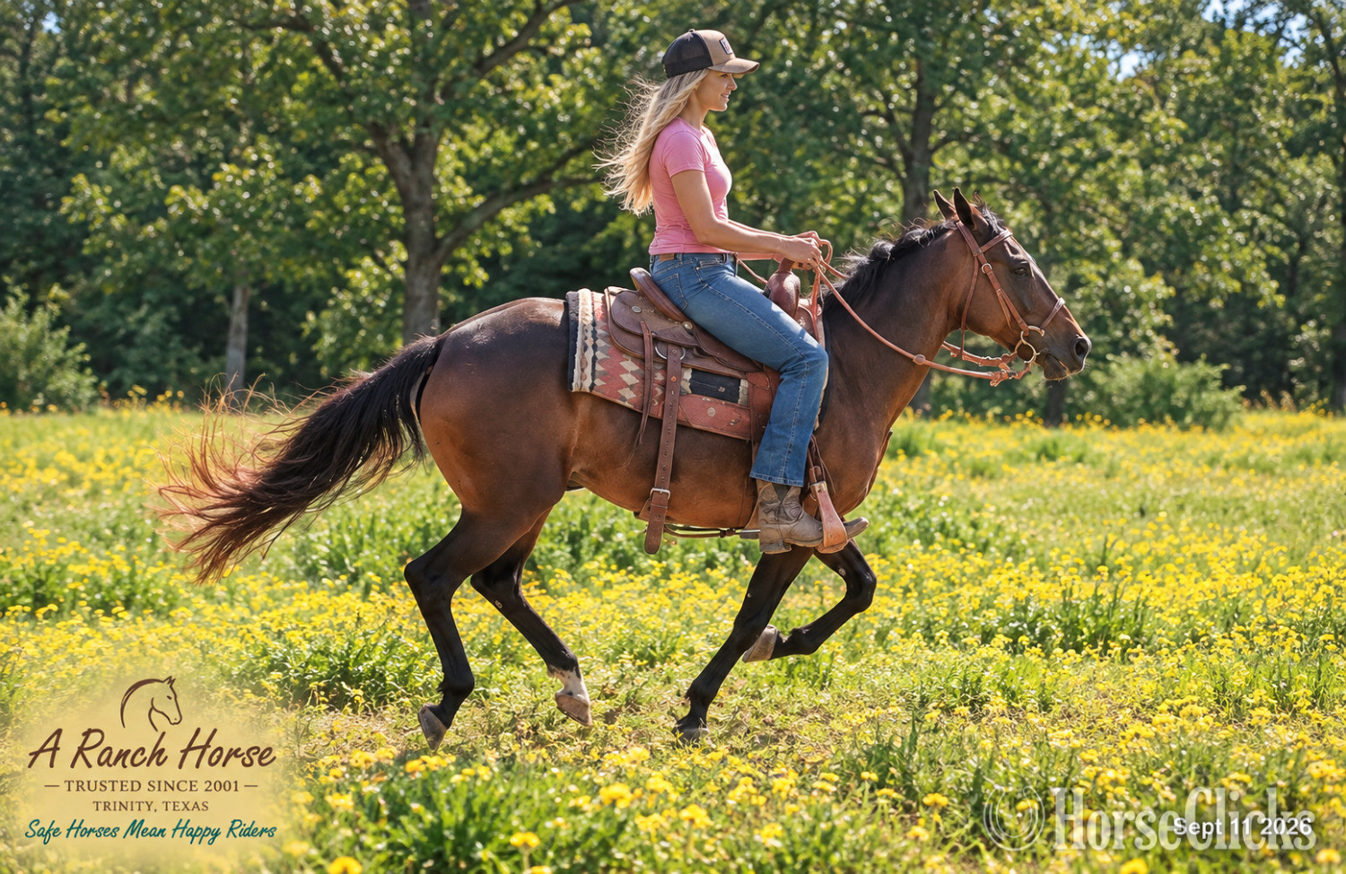 "?? Pop-Tart | Kid Safe & Beginner Safe Q" Bay Mare Quarter Pony