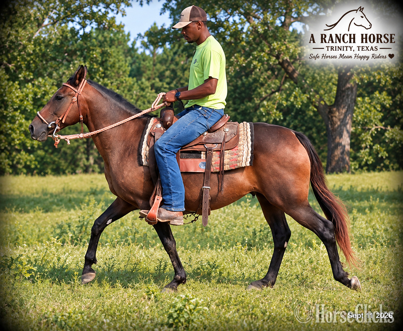 Texas "?? Pop-Tart | Kid Safe & Beginner Safe Q" Bay Mare Quarter Pony