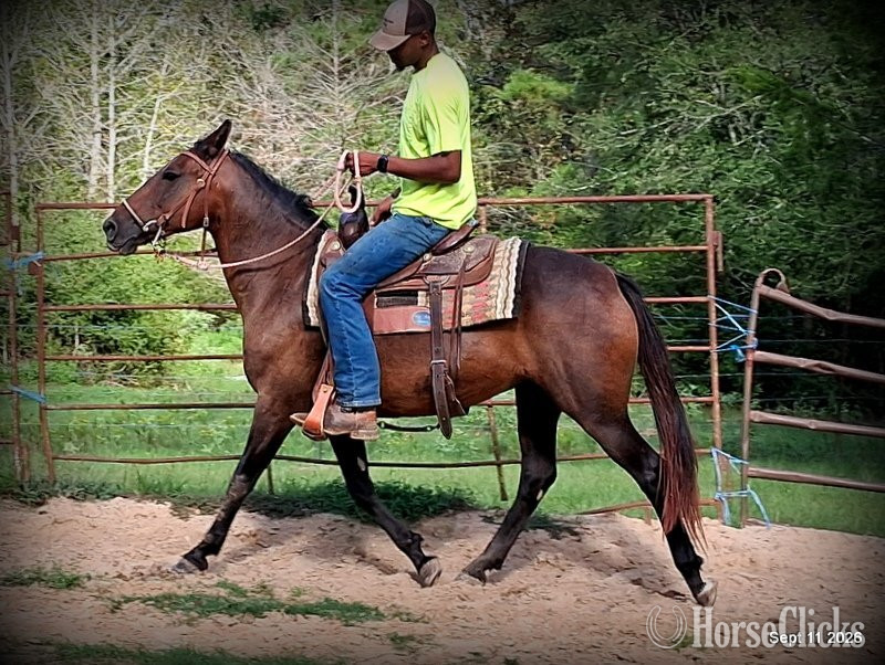 "?? Pop-Tart | Kid Safe & Beginner Safe Q" Bay Mare Quarter Pony - Quarter Pony