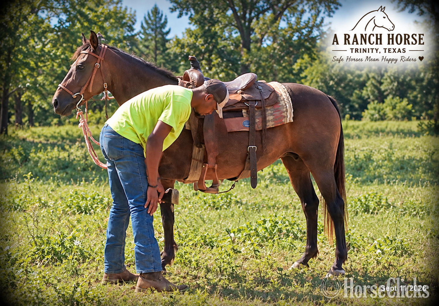 "?? Pop-Tart | Kid Safe & Beginner Safe Q" Bay Mare Quarter Pony - Quarter Pony in Texas
