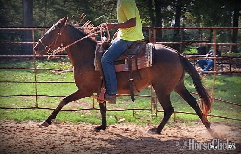 Quarter Pony - "?? Pop-Tart | Kid Safe & Beginner Safe Q" Bay Mare Quarter Pony in Texas
