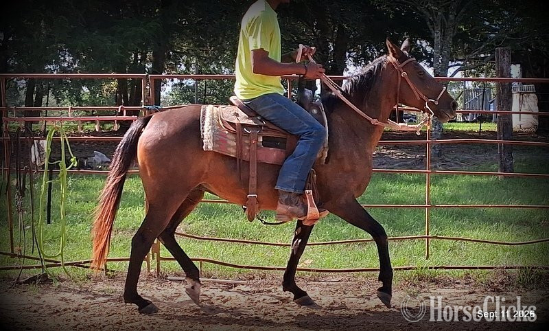 Quarter Pony - "?? Pop-Tart | Kid Safe & Beginner Safe Q" Bay Mare Quarter Pony