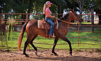 "?? Pop-Tart | Kid Safe & Beginner Safe Q" Bay Mare Quarter Pony