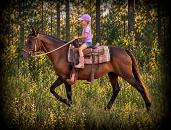 "?? Pop-Tart | Kid Safe & Beginner Safe Q" Bay Mare Quarter Pony