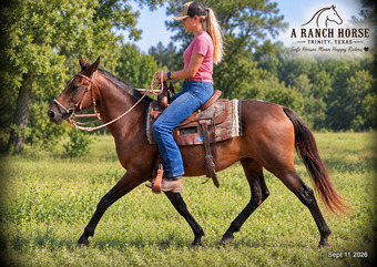"?? Pop-Tart | Kid Safe & Beginner Safe Q" Bay Mare Quarter Pony