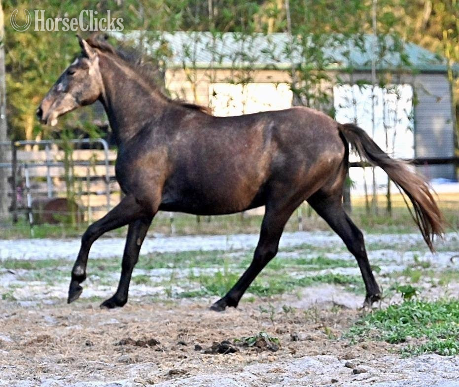 "Noella" Blue Roan Mare Quarter Horse in Connecticut