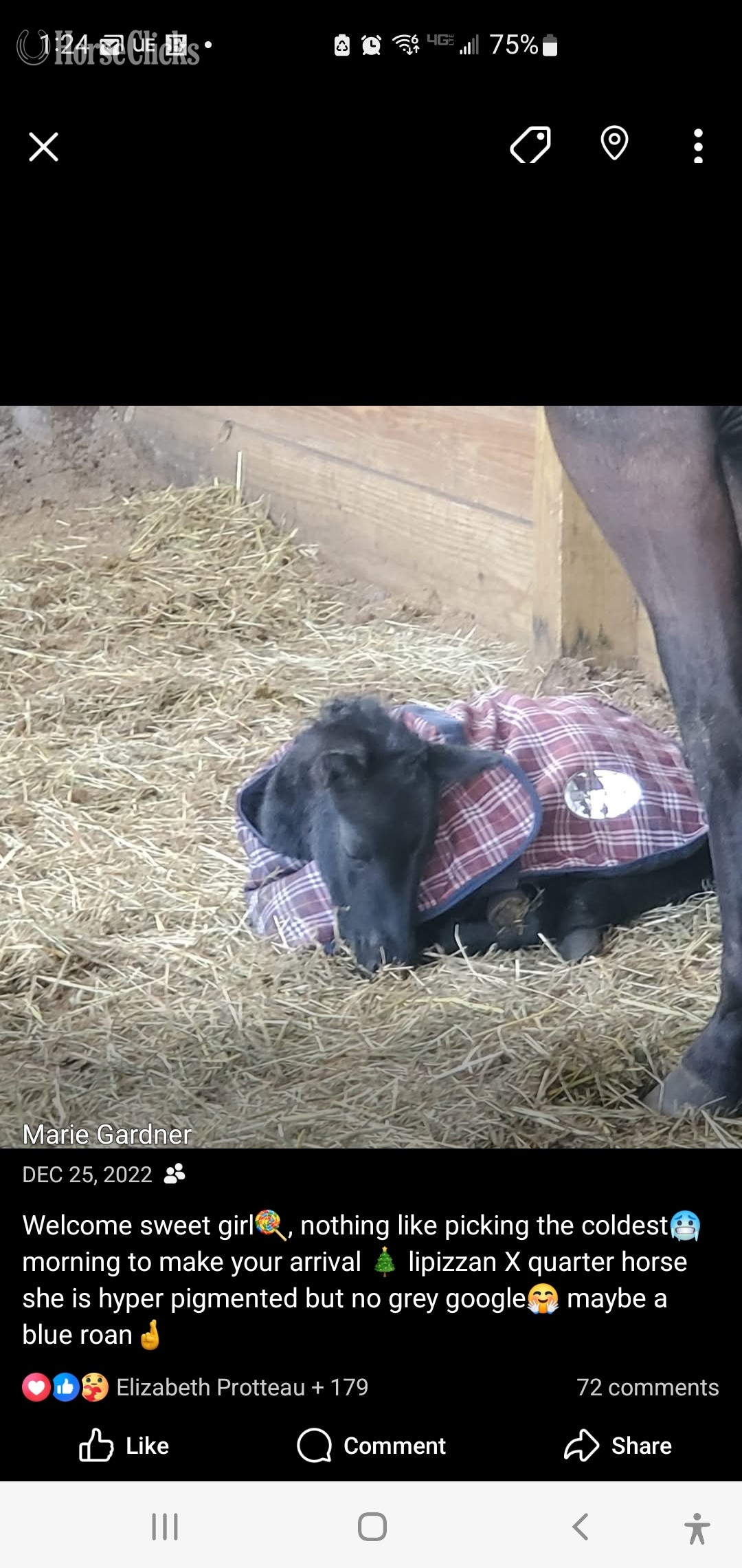 "Noella" Blue Roan Mare Quarter Horse