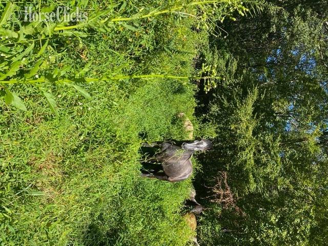 "Noella" Blue Roan Mare Quarter Horse - Quarter Horse in Connecticut