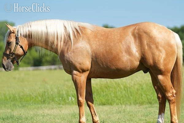 "Charlie" Palomino Gelding Quarter Horse in California