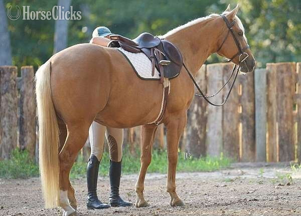"Charlie" Palomino Gelding Quarter Horse