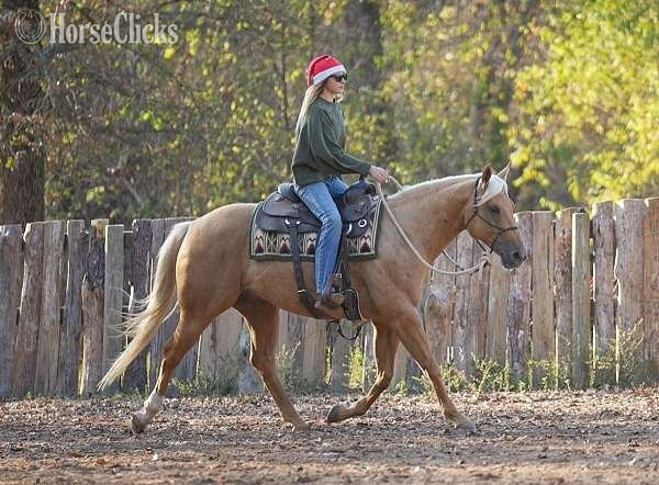 California "Charlie" Palomino Gelding Quarter Horse