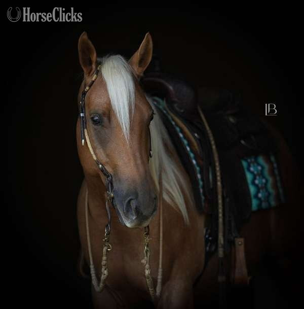 "Charlie" Palomino Gelding Quarter Horse - Quarter Horse in California