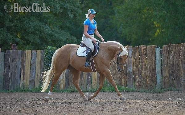 "Charlie" Palomino Gelding Quarter Horse - Quarter Horse
