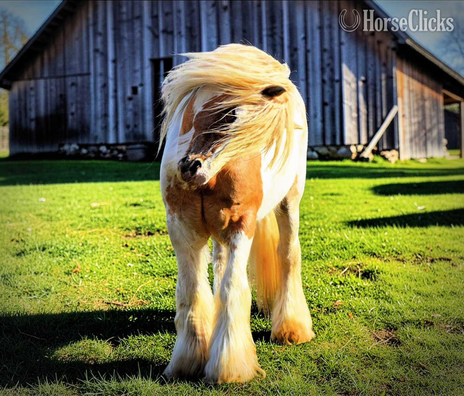 "Blu By U (Blue eyed)" Palomino Stallion Gypsy Vanner - Gypsy Vanner