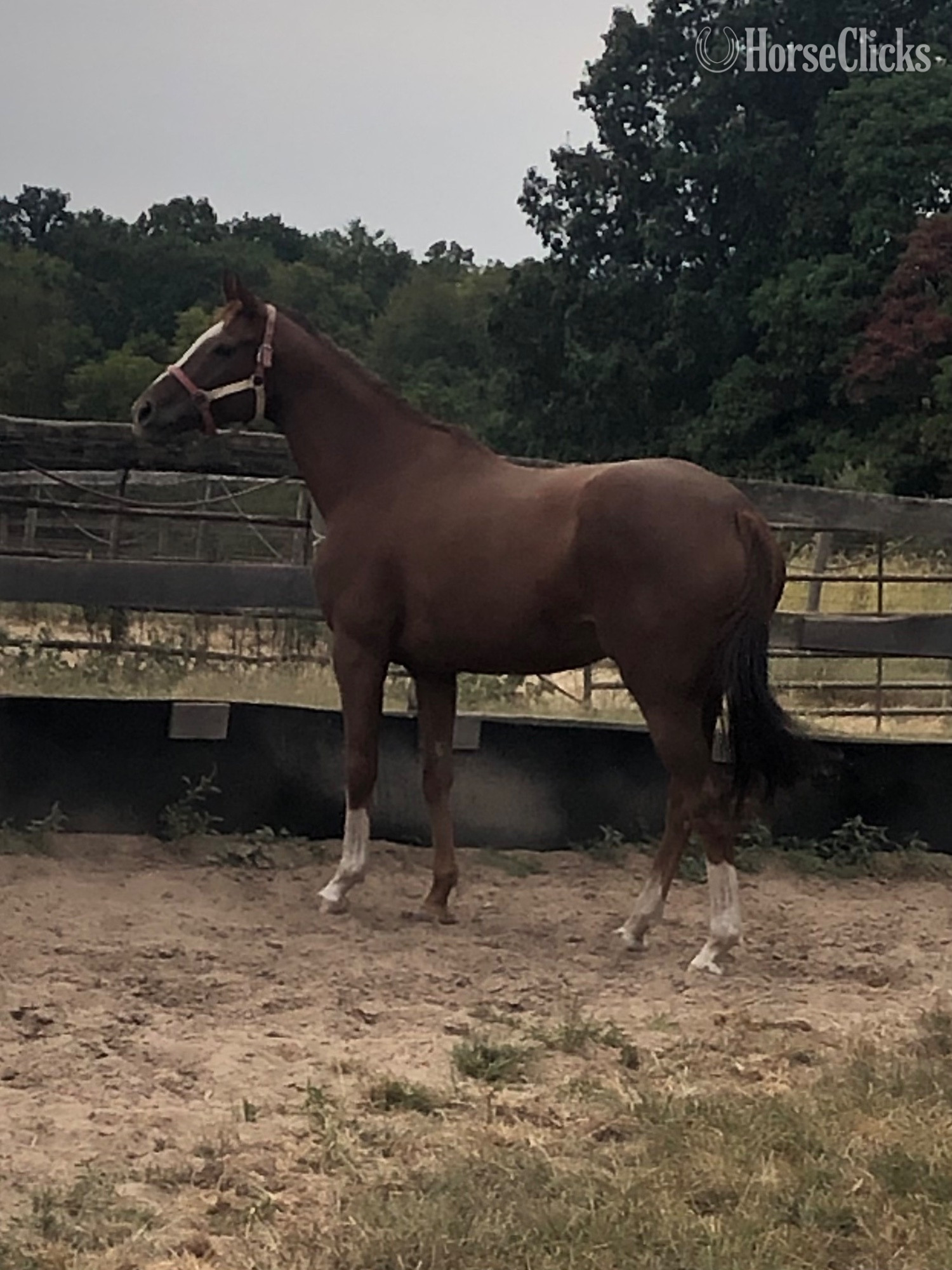 "Evil Matters " Chestnut Mare Thoroughbred in Illinois