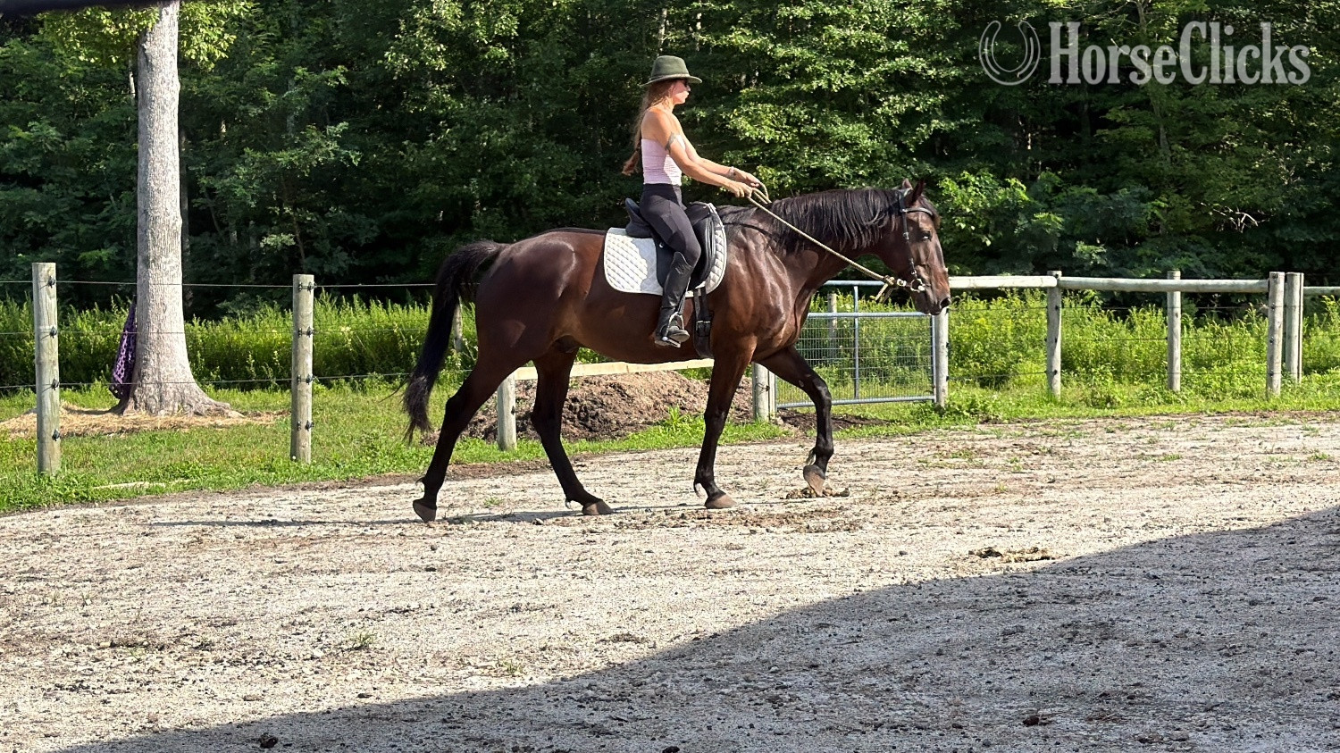 "Strider" Black Gelding Standardbred in Rhode Island