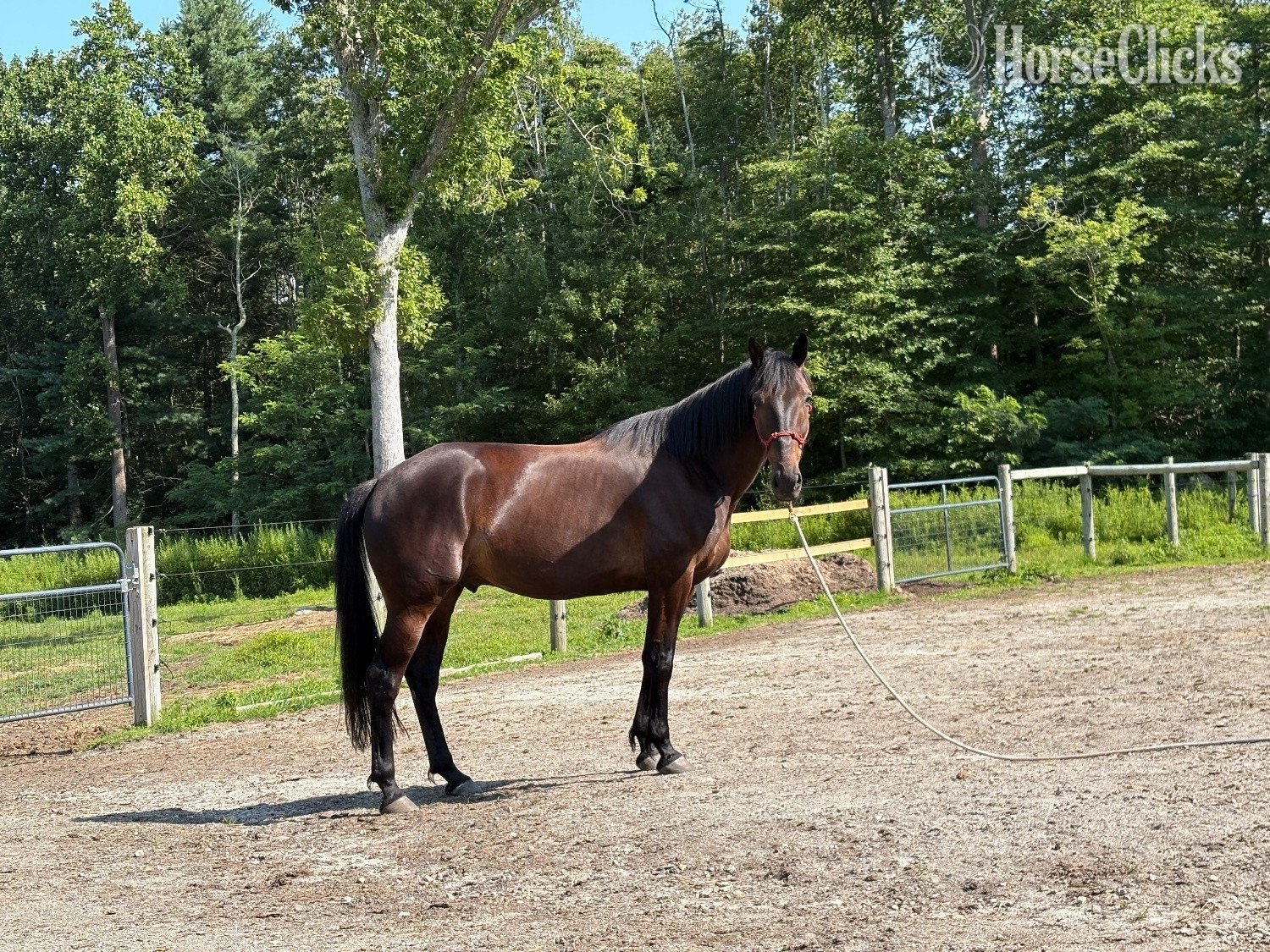 Rhode Island "Strider" Black Gelding Standardbred