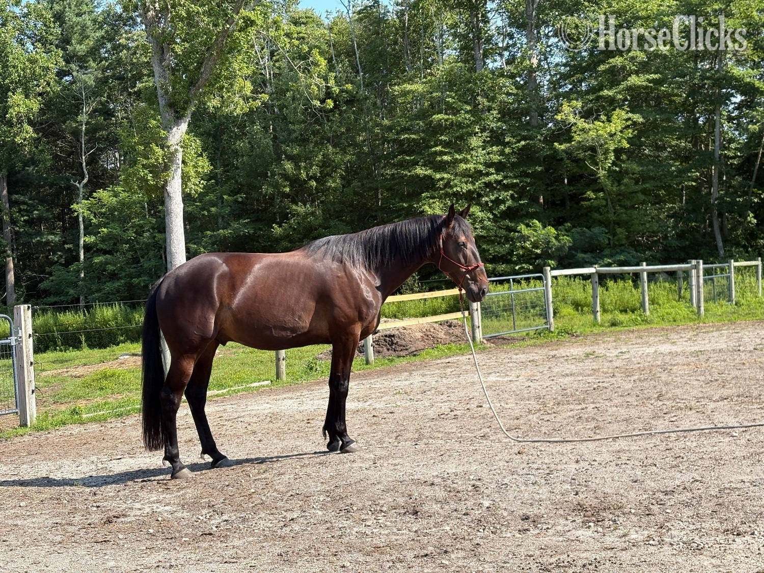"Strider" Black Gelding Standardbred - Standardbred in Rhode Island