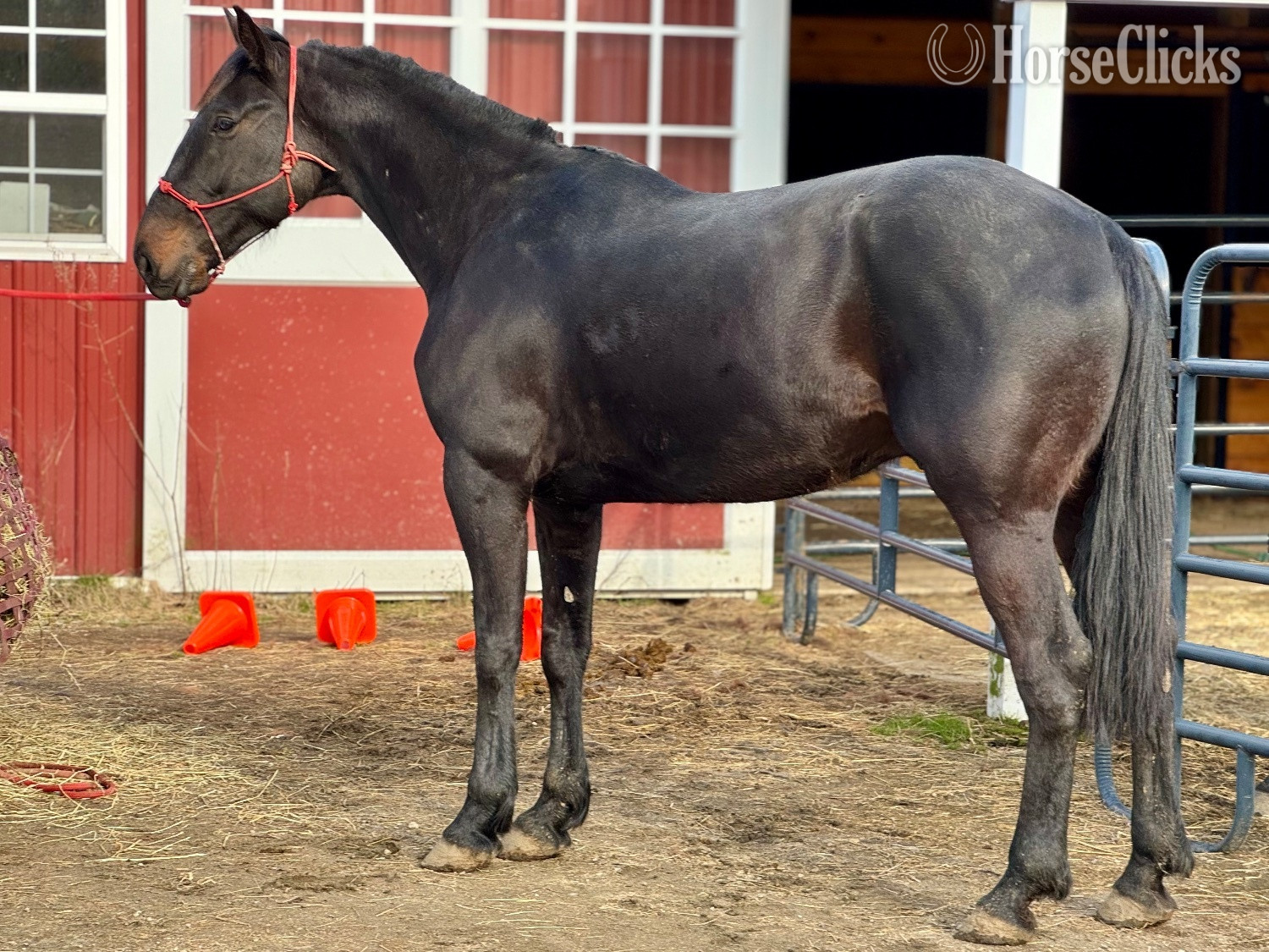 "Strider" Black Gelding Standardbred Rhode Island