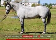 "Smoke Show" Grey Gelding Percheron