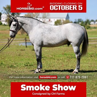 "Smoke Show" Grey Gelding Percheron