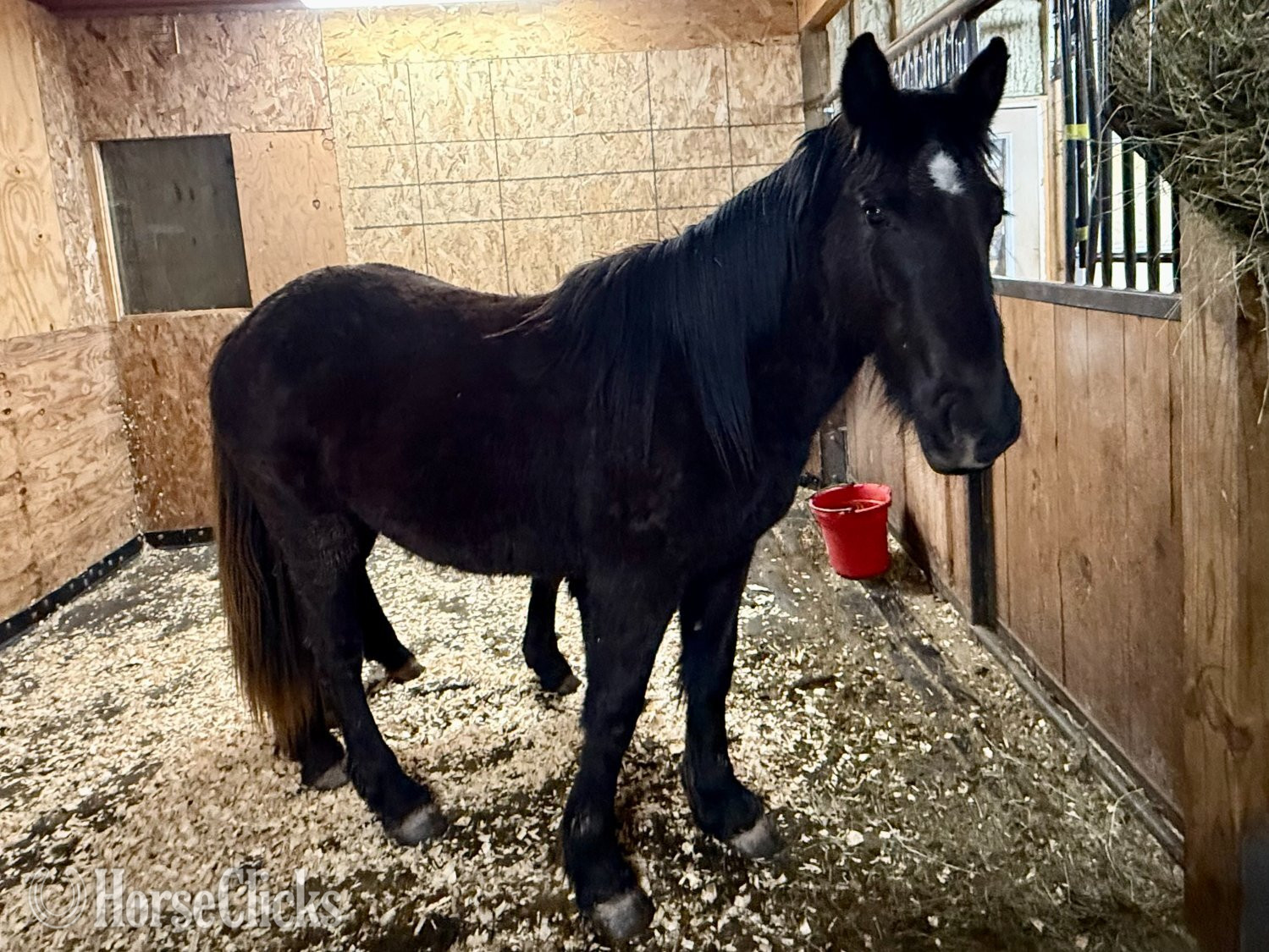 "Star" Bay Filly Gypsy Vanner in Wisconsin