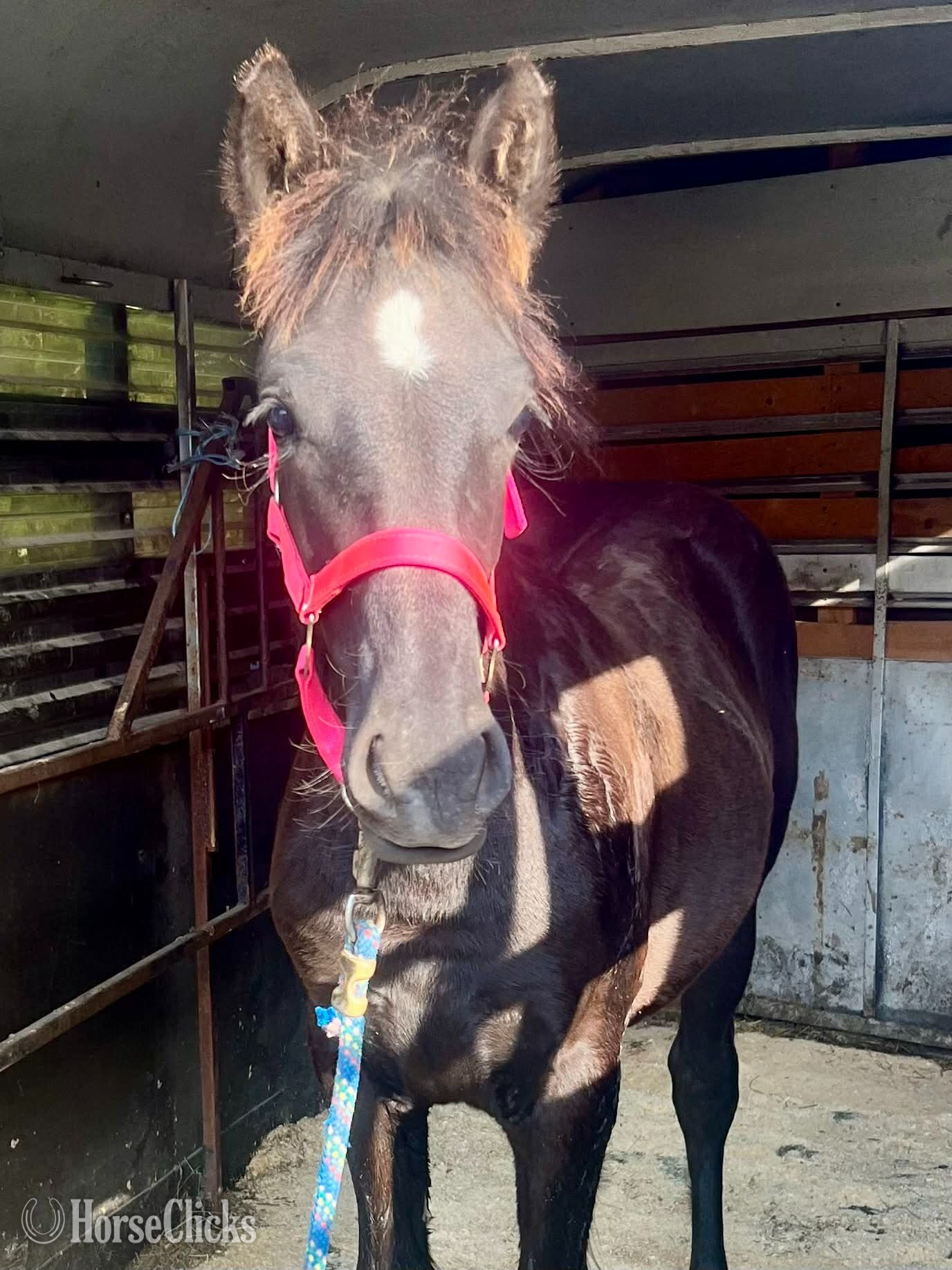 "Star" Bay Filly Gypsy Vanner