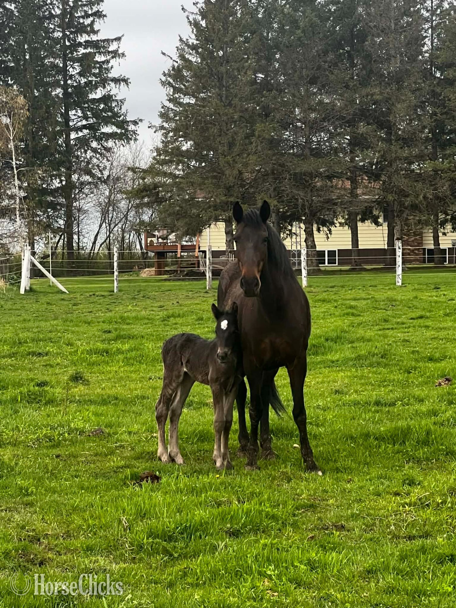 Wisconsin "Star" Bay Filly Gypsy Vanner