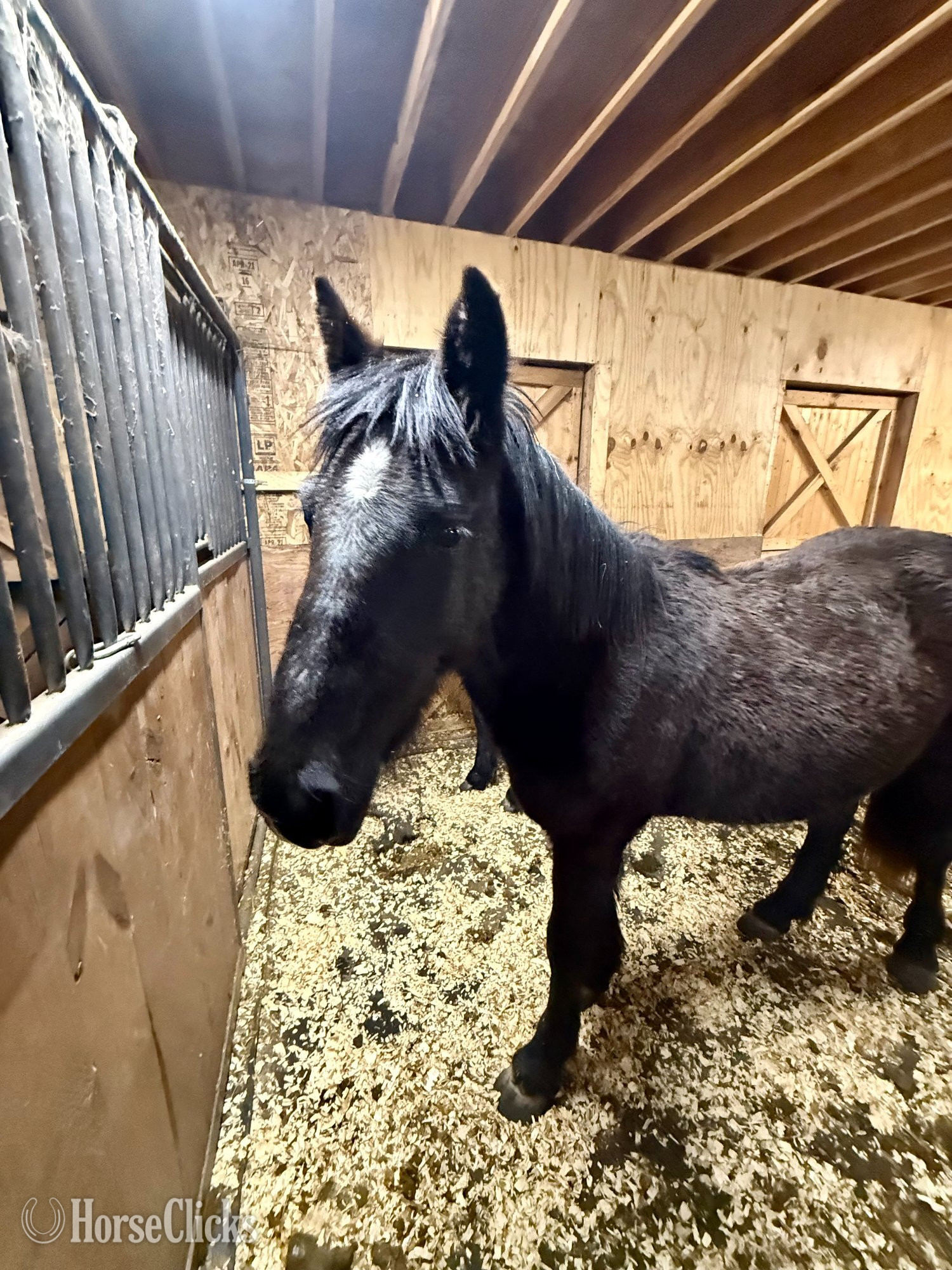 "Star" Bay Filly Gypsy Vanner - Gypsy Vanner in Wisconsin
