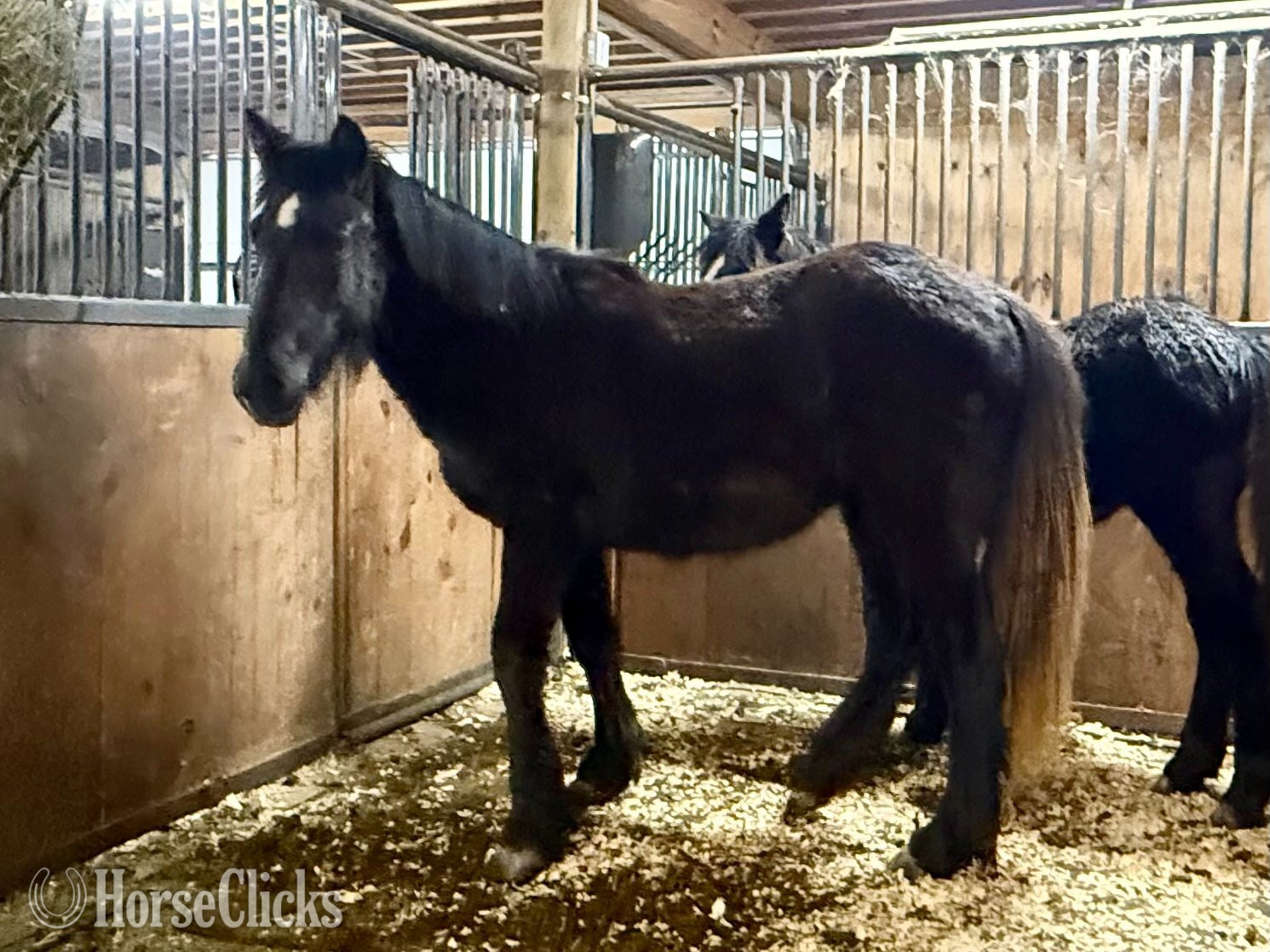 "Star" Bay Filly Gypsy Vanner - Gypsy Vanner