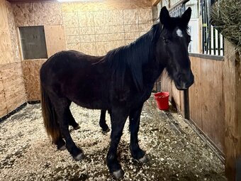 "Star" Bay Filly Gypsy Vanner
