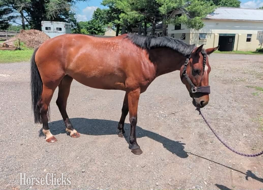 "Salsa" Bay Mare Mustang in New Jersey