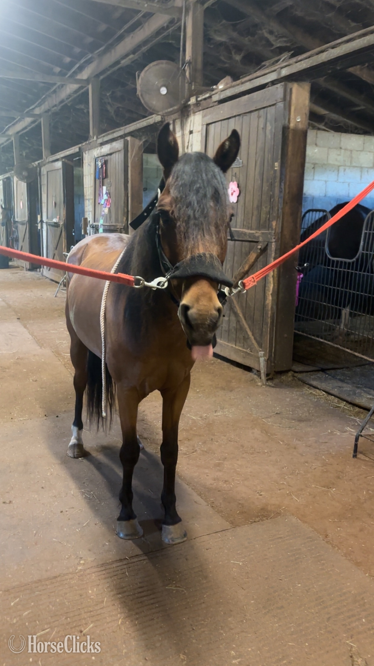 "Salsa" Bay Mare Mustang