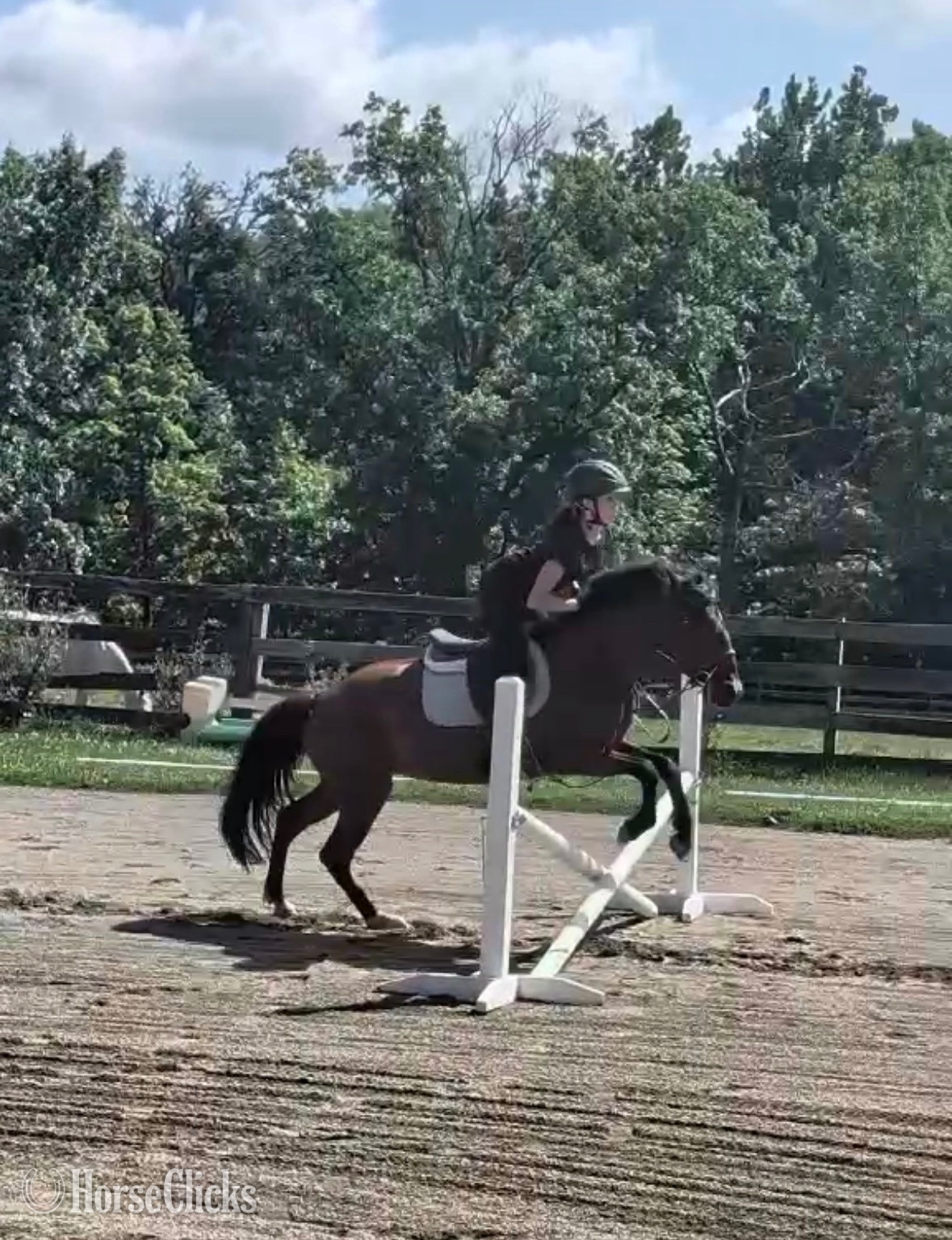 "Salsa" Bay Mare Mustang - Mustang