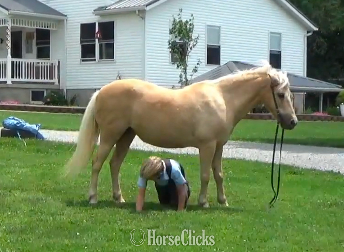 "Barbie " Palomino Mare Quarter Pony in Virginia