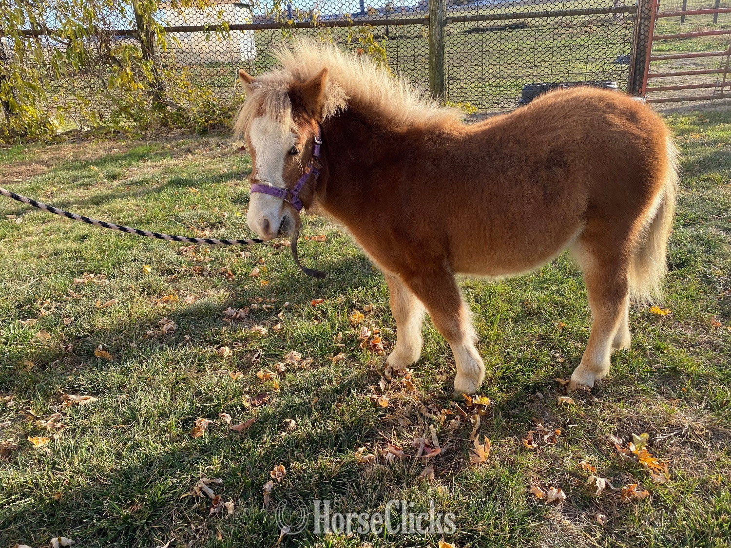 "Copper" Sorrel Colt American Miniature in Indiana