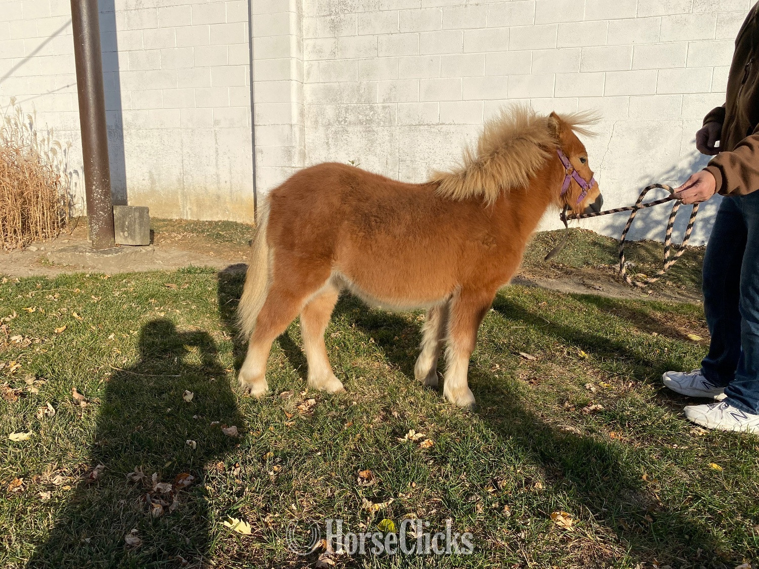 "Copper" Sorrel Colt American Miniature