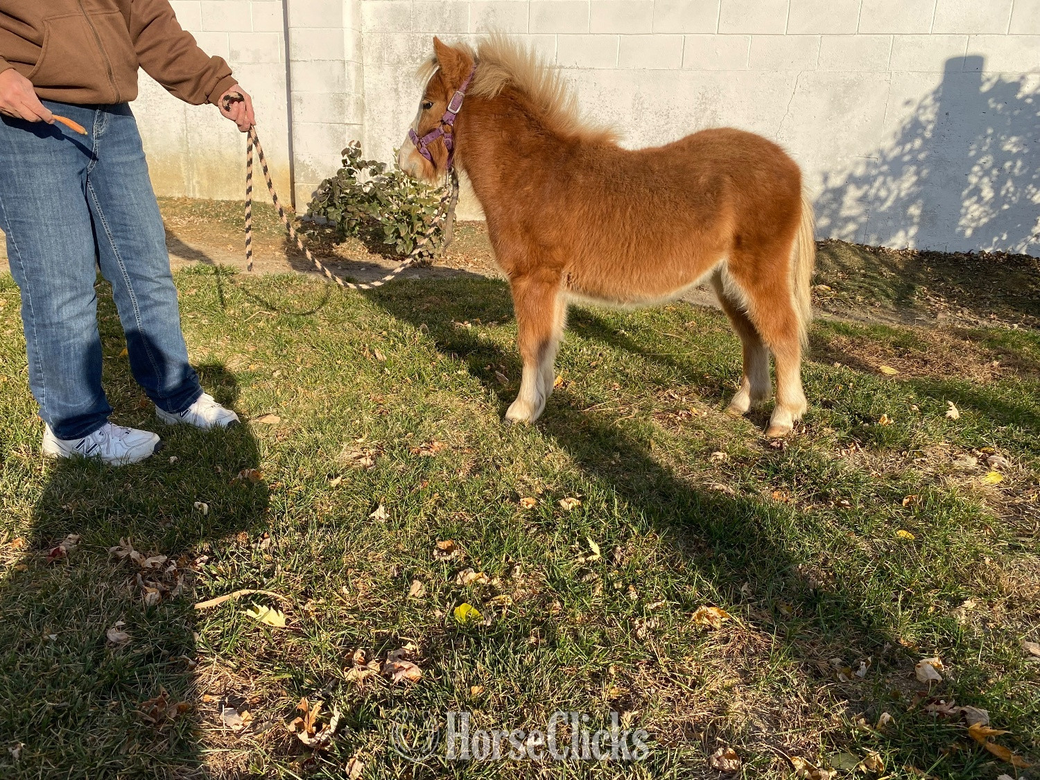 "Copper" Sorrel Colt American Miniature - American Miniature in Indiana