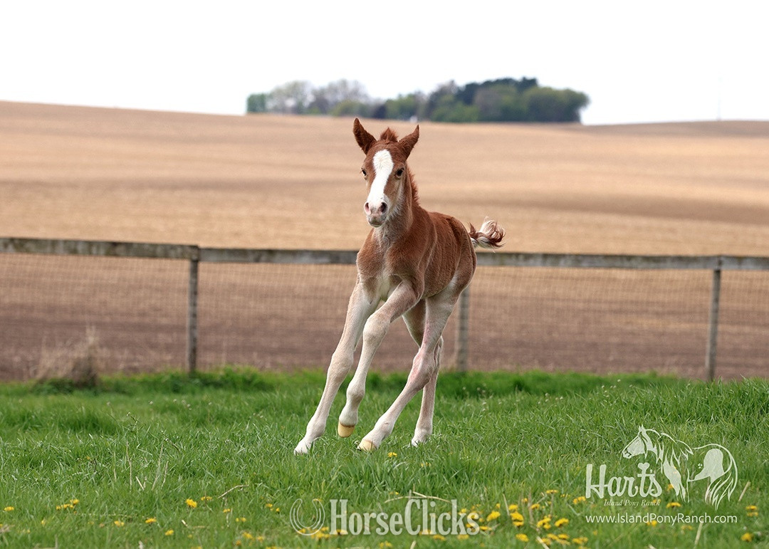 "Hart's Music in the Night" Chestnut Colt Pony in Minnesota
